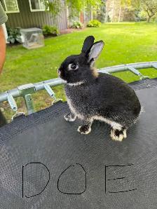 Netherland Dwarf Doe