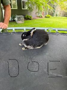 Netherland Dwarf Doe - Photo 2