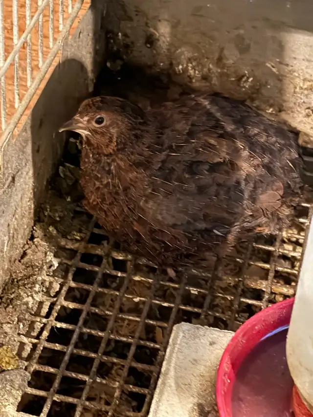 Free Quail
