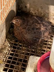 Free Quail