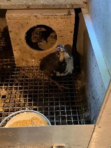 Free Quail - Photo 2