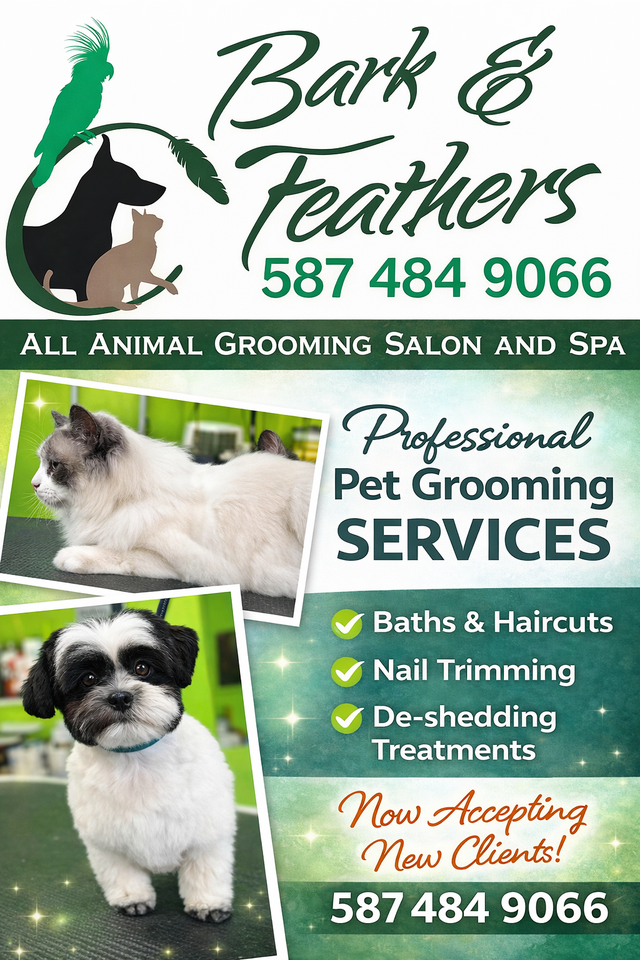 Dog and Cat Grooming! Appts available