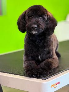 Dog and Cat Grooming! Appts available - Photo 2