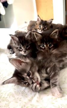 Purebred Maine Coon Kittens – Now Open for Reservation!