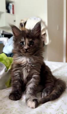 Purebred Maine Coon Kittens – Now Open for Reservation! - Photo 2