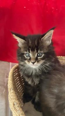 Purebred Maine Coon Kittens – Now Open for Reservation! - Photo 3