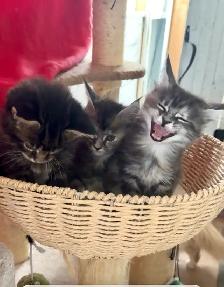Purebred Maine Coon Kittens – Now Open for Reservation! - Photo 4