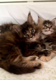 Purebred Maine Coon Kittens – Now Open for Reservation! - Photo 5