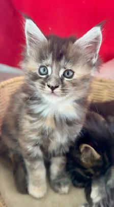 Purebred Maine Coon Kittens – Now Open for Reservation! - Photo 6