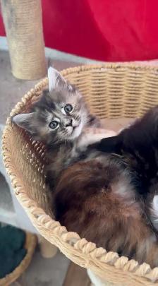 Purebred Maine Coon Kittens – Now Open for Reservation! - Photo 7