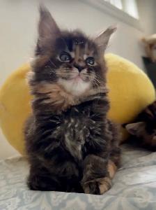 Purebred Maine Coon Kittens – Now Open for Reservation! - Photo 8