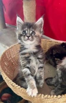 Purebred Maine Coon Kittens – Now Open for Reservation! - Photo 9