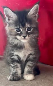 Purebred Maine Coon Kittens – Now Open for Reservation! - Photo 10
