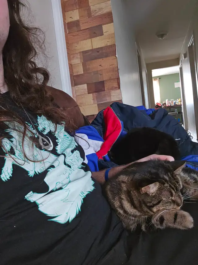 Deux jeunes chattes à donner