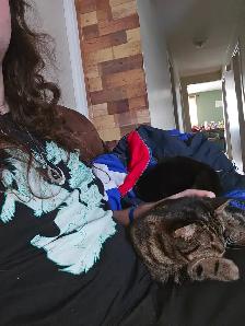 Deux jeunes chattes à donner