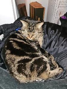 Deux jeunes chattes à donner - Photo 3