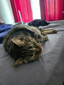 Deux jeunes chattes à donner - Photo 4