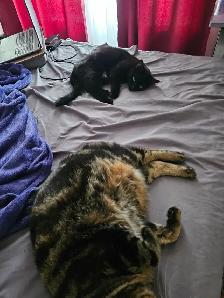 Deux jeunes chattes à donner - Photo 5