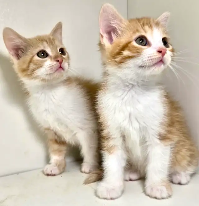 Female Kittens