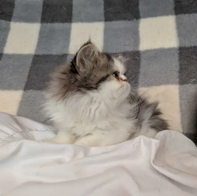 Gratuit Chaton persan à donner