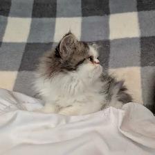 Gratuit Chaton persan à donner