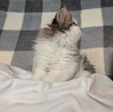 Gratuit Chaton persan à donner - Photo 2