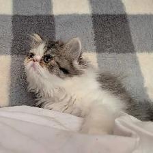 Gratuit Chaton persan à donner - Photo 3