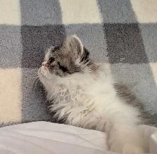 Gratuit Chaton persan à donner - Photo 4