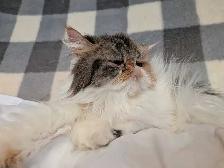 Gratuit Chaton persan à donner - Photo 5