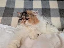 Gratuit Chaton persan à donner - Photo 6