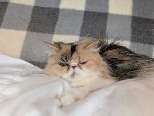 Gratuit Chaton persan à donner - Photo 7