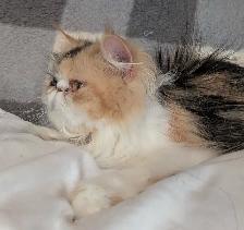 Gratuit Chaton persan à donner - Photo 8