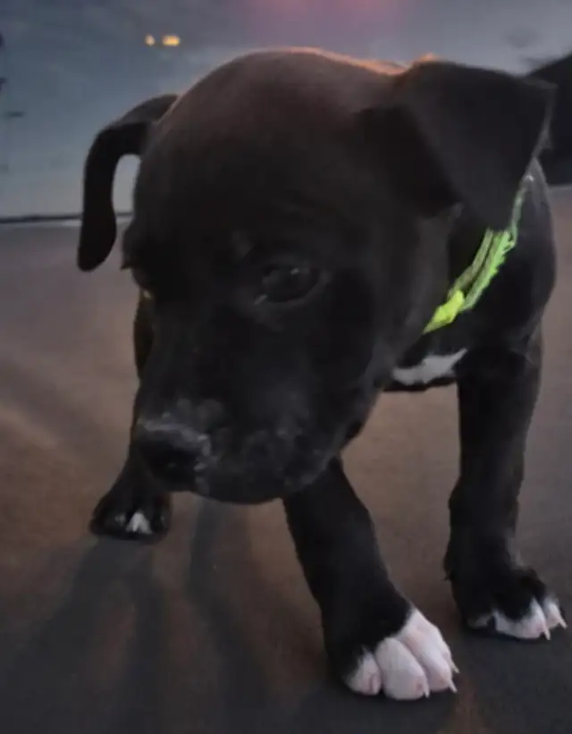 PUPS FOR REHOMING ASAP