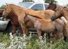 2026 Red Roan AQHA Filly