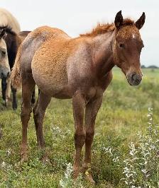 2026 Red Roan AQHA Filly - Photo 2