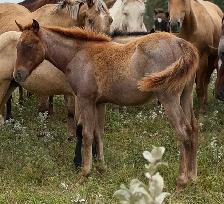 2026 Red Roan AQHA Filly - Photo 3