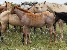 2026 Red Roan AQHA Filly - Photo 4