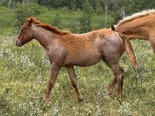 2026 Red Roan AQHA Filly - Photo 5