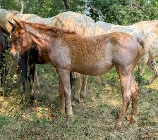 2026 Red Roan AQHA Filly - Photo 6