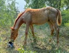 2026 Red Roan AQHA Filly - Photo 7