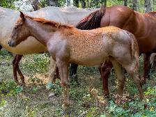 2026 Red Roan AQHA Filly - Photo 8