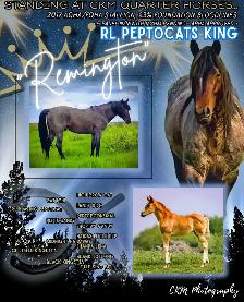 2026 Red Roan AQHA Filly - Photo 9