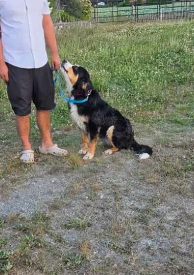 pup for rehome