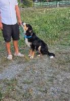 pup for rehome