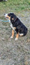 pup for rehome - Photo 3