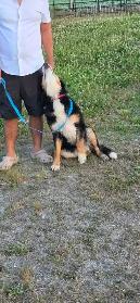 pup for rehome - Photo 5