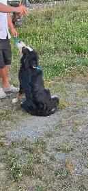 pup for rehome - Photo 6