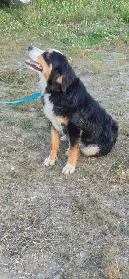 pup for rehome - Photo 7
