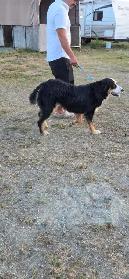 pup for rehome - Photo 8