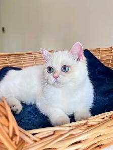British Shorthair Golden Lilac Colorpoint Kitten / Blue Eyes